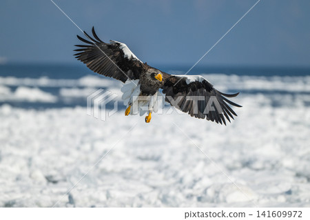 Drift ice and white-tailed eagles/Steller's sea eagles in Shiretoko, Hokkaido Drift ice and white-tailed eagles/Steller's sea eagles in Shiretoko, Hokkaido 141609972