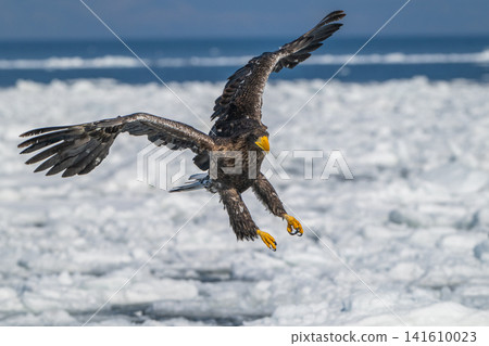 Drift ice and white-tailed eagles/Steller's sea eagles in Shiretoko, Hokkaido Drift ice and white-tailed eagles/Steller's sea eagles in Shiretoko, Hokkaido 141610023