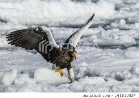 Drift ice and white-tailed eagles/Steller's sea eagles in Shiretoko, Hokkaido Drift ice and white-tailed eagles/Steller's sea eagles in Shiretoko, Hokkaido 141610024