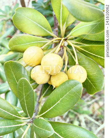 Tobera fruit Tobera fruit 141610062