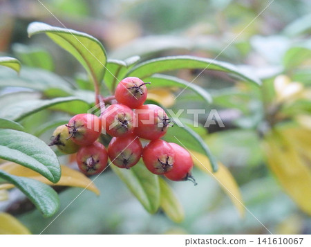 Willow-leaved Rhaphiolepis indica fruit Willow-leaved Rhaphiolepis indica fruit 141610067