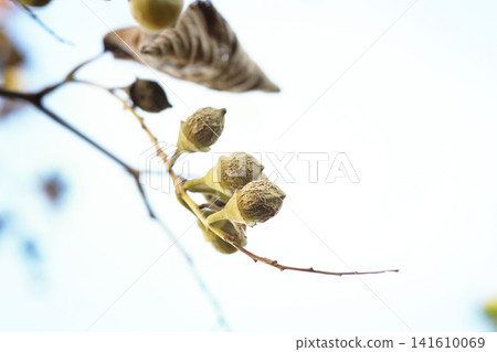 The withered fruits of Styrax obassia in winter The withered fruits of Styrax obassia in winter 141610069