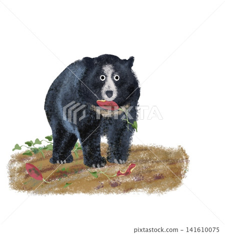 A cute illustration of a black bear holding a sweet potato, depicting crop damage, bear damage, and other forms of wildlife damage. 141610075