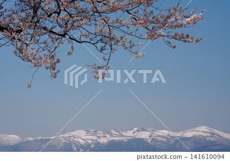 Cherry blossoms against the backdrop of Mount Adatara and the blue sky Cherry blossoms against the backdrop of Mount Adatara and the blue sky 141610094
