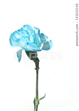 It's a white background and blue carnations. It's a white background and blue carnations. 141610148