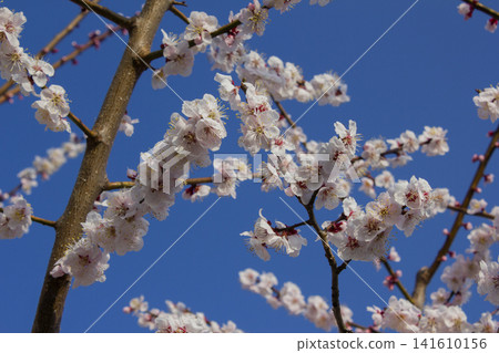 Apricot flower on nature background Apricot flower on nature background 141610156