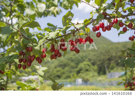 Ripe Autumn Olive Berries (Elaeagnus Umbellata) growing on a branch . oleaster Ripe Autumn Olive Berries (Elaeagnus Umbellata) growing on a branch . oleaster 141610168