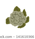 Doodle green cauliflower illustration. Colorful hand drawn vegetable isolated on white in sketch style. 141610366