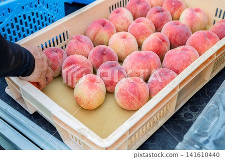 Peach Harvest Peach Harvest 141610440
