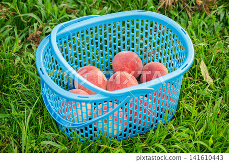Peach Harvest Peach Harvest 141610443