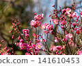 The vibrant pink blossoms and buds of the red plum tree herald the arrival of spring. 141610453