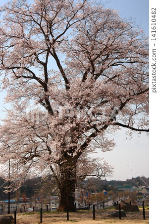 Adachi Roadside Station - Large Cherry Trees Adachi Roadside Station - Large Cherry Trees 141610482