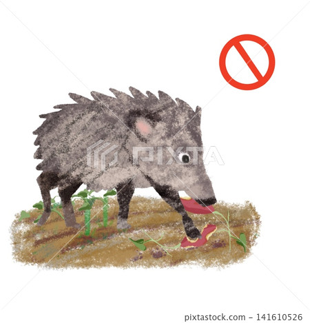 Wild boars damaging sweet potato fields: Illustration of crop damage, animal damage, and warnings. Wild boars damaging sweet potato fields: Illustration of crop damage, animal damage, and warnings. 141610526