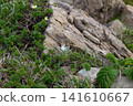 早千山：早千雪絨花的花蕾 141610667