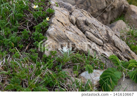 早千山:早千雪絨花的花蕾 早千山:早千雪絨花的花蕾 141610667