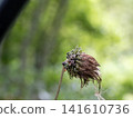Moss mushrooms 141610736