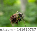 Moss mushrooms 141610737