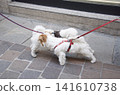 When dogs are out for a walk, they greet each other by sniffing each other's rear ends (introducing themselves), which allows them to gather information about each other and recognize each other. 141610738