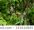 Spider gut hyoutmon 141610845