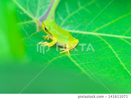 A small Japanese tree frog on a kudzu leaf A small Japanese tree frog on a kudzu leaf 141611071