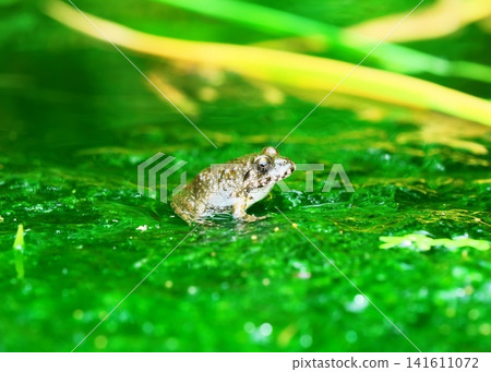 A small, earthy-colored frog on top of green algae A small, earthy-colored frog on top of green algae 141611072