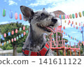 夏季節的雪納瑞犬 141611122