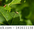Apple weevil 141611138