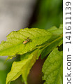 Apple weevil 141611139