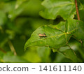 Apple weevil 141611140
