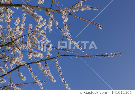 Apricot flower on nature background Apricot flower on nature background 141611165