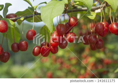 Ripe Autumn Olive Berries (Elaeagnus Umbellata) growing on a branch . oleaster Ripe Autumn Olive Berries (Elaeagnus Umbellata) growing on a branch . oleaster 141611175