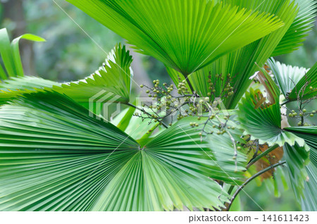 Licuala grandis H Wendl ex Linden, Palas Payung or Ruffled Fan Palm or Vanuatu Fan Palm or ARECACEAE Licuala grandis H Wendl ex Linden, Palas Payung or Ruffled Fan Palm or Vanuatu Fan Palm or ARECACEAE 141611423