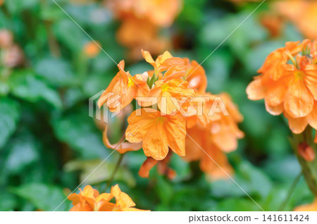 Crossandra or ACANTHACEAE, crossandra infundibuliformis or Crossandra infundibuliformis Merr or Crossandra nilotica Oliv or orange flower Crossandra or ACANTHACEAE, crossandra infundibuliformis or Crossandra infundibuliformis Merr or Crossandra nilotica Oliv or orange flower 141611424
