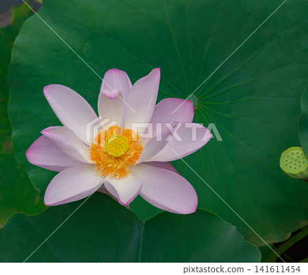 一朵淡粉色蓮花的特寫。 141611454