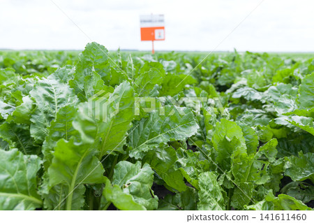 Field of young sugar beet plant Field of young sugar beet plant 141611460
