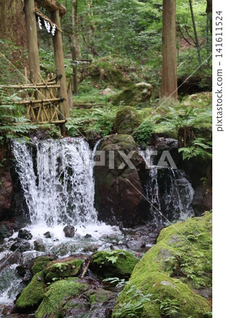 A small waterfall and a shrine gate in a cedar forest A small waterfall and a shrine gate in a cedar forest 141611524