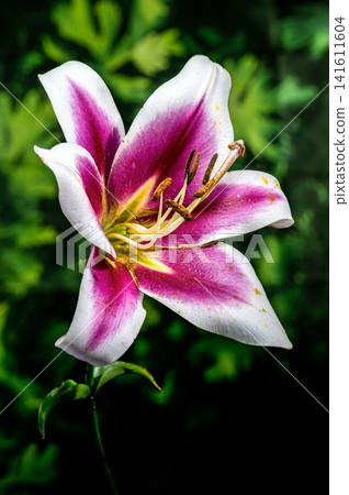 Pink and white lily flower with blurred green background Pink and white lily flower with blurred green background 141611604