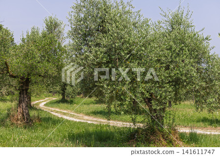 Winding farm track through a mature olive grove near Lake Garda in dry and sunny conditions Winding farm track through a mature olive grove near Lake Garda in dry and sunny conditions 141611747