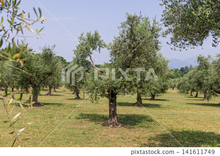 Gnarled olive tree in an open Lake Garda grove with distant mountain haze Gnarled olive tree in an open Lake Garda grove with distant mountain haze 141611749