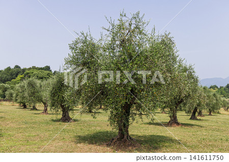 Rounded mature olive tree in a maintained Lake Garda grove during summer Rounded mature olive tree in a maintained Lake Garda grove during summer 141611750