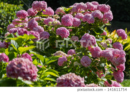 Dense pink mophead hydrangea mound with foreground bokeh under bright dappled sunlight Dense pink mophead hydrangea mound with foreground bokeh under bright dappled sunlight 141611754