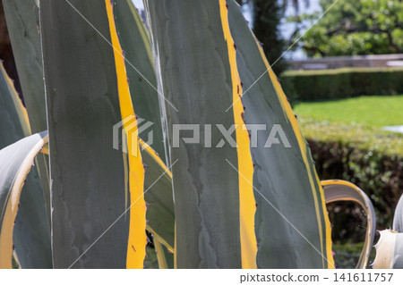 Yellow-edged century plant leaves in a sunny garden closeup with soft bokeh Yellow-edged century plant leaves in a sunny garden closeup with soft bokeh 141611757