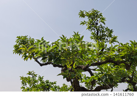 Pruned leafy branch crossing a clear summer sky with generous copy space Pruned leafy branch crossing a clear summer sky with generous copy space 141611760