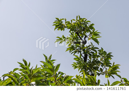 Pruned green tree crown against blue sky with copy space under bright direct daylight Pruned green tree crown against blue sky with copy space under bright direct daylight 141611761