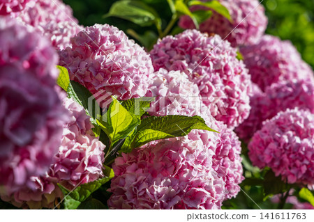 Dense pink hydrangeas around a bright sunlit green leaf in clear summer weather conditions 141611763