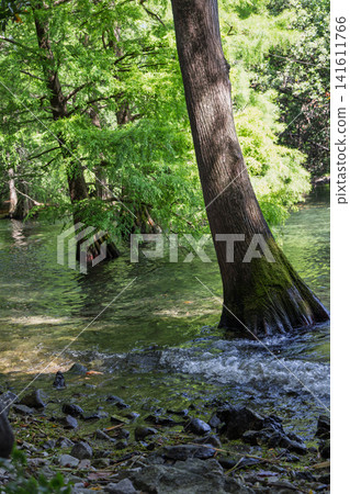 Flared bald cypress trunk rooted in clear freshwater under dappled summer light Flared bald cypress trunk rooted in clear freshwater under dappled summer light 141611766