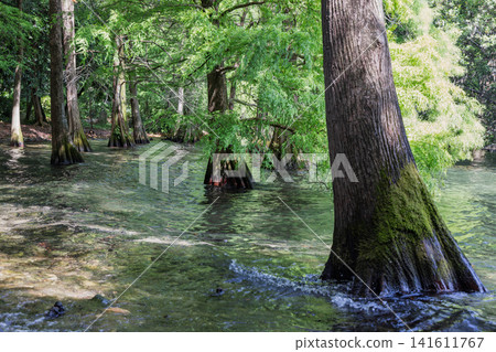 Flooded bald cypress grove with buttressed trunks receding through clear water Flooded bald cypress grove with buttressed trunks receding through clear water 141611767