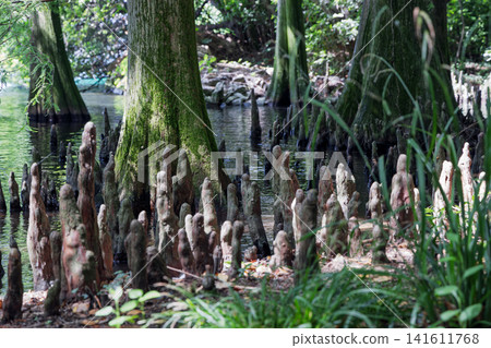 Dense bald cypress knees around mossy trunks in shallow water at a wooded shore 141611768
