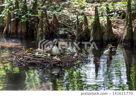 Great crested grebe pair beside a floating wetland nest in calm summer water Great crested grebe pair beside a floating wetland nest in calm summer water 141611770