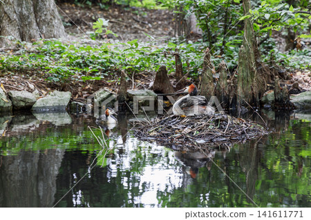 Great crested grebe on a nest as its mate approaches under soft dappled forest light Great crested grebe on a nest as its mate approaches under soft dappled forest light 141611771